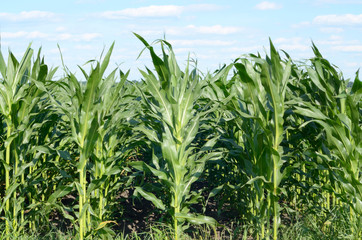 Corn field view