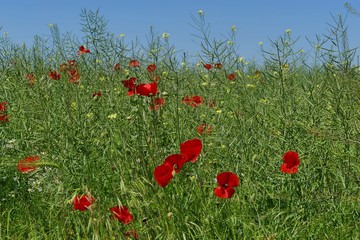 Poppy field by the sea