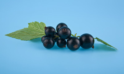 black currant