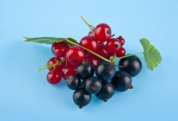 currant