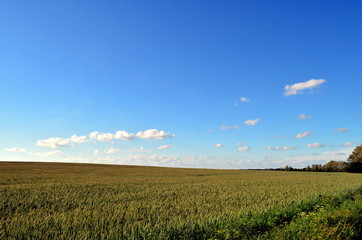 Gerstenfeld vor blauem Himmel