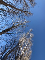 Bare trees and blue sky (4th)