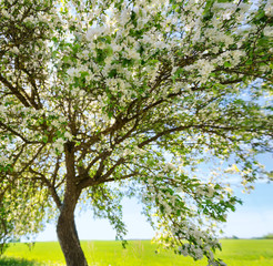apple tree in bloom in the garden. Fruit flowers on beautiful spring day