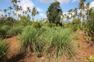 Fototapeta na wymiar Lemongrass, Cymbopogon / Zanzibar, Tanzania, Indian Ocean, East Africa