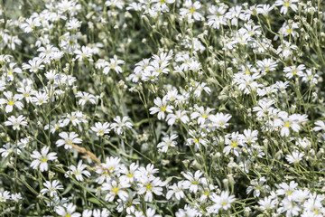 Wild chamomile in the field. Selective focus.