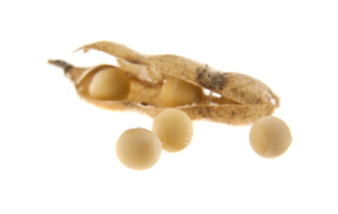 Soybean pods