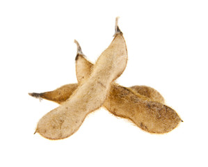 Soybean pods