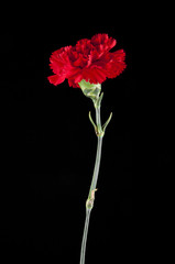 Red carnation flowers