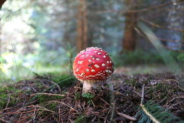redmushroom