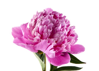 Peony flowers isolated on white background