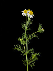 flower of camomile isolated on black background closeup