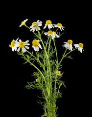 flower of camomile isolated on black background closeup