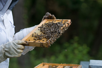apiculture