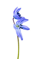 Naklejka premium Scilla