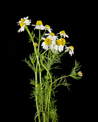flower of camomile isolated on black background closeup