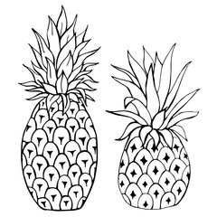 .Hand-drawn fruits. Pineapple Vector illustration..