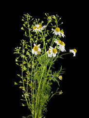 flower of camomile isolated on black background closeup