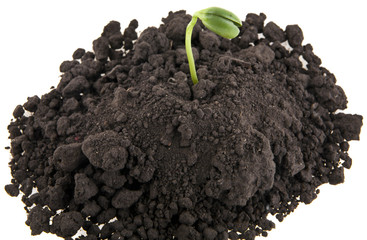 young seedlings in the soil soil