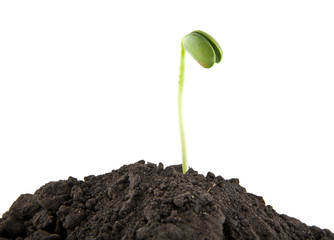 young seedlings in the soil soil