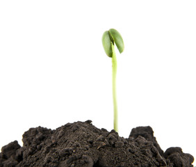 young seedlings in the soil soil