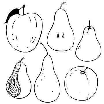 Hand-drawn fruits. Apple and pear. Vector illustration.