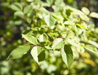 green leaves on branch