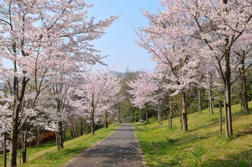 Obraz premium 茶臼山公園の桜