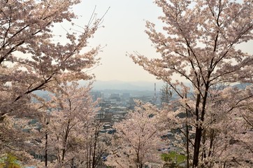 茶臼山公園の桜