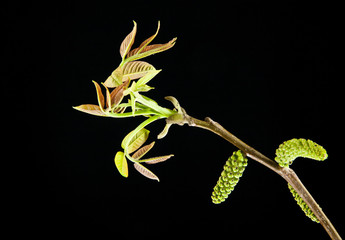 walnut leaves