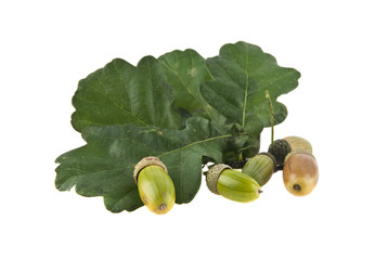 acorns