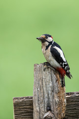 Greater Spotted Woodpecker perched on a fence post with a beak full of insects