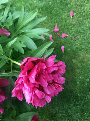 Bright peony blooms in the garden