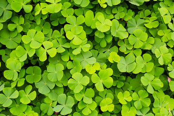 Green clovers leaf