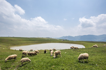 Obraz premium Flock of sheep grazing near lake, guizhou, china