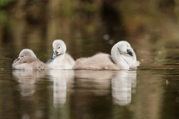 Mute Swan, Swans - nestling, nestlings