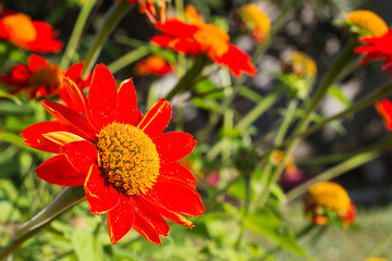 Mexican sunflower(orange color flower) on day time in the garden.