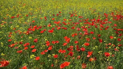 Wild red poppies growing in a field of rapeseed in May in Friuli Venezia Giulia, north east Italy
