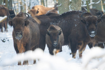 Białowieskie żubry  © Marcin Zakrzewski