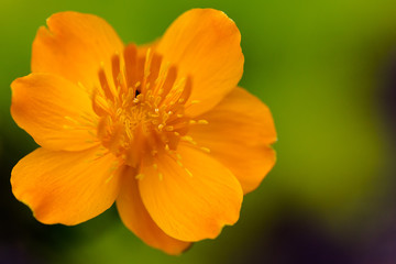 Golden Queen (Trollius chinensis) vibrant orange flower head on green background
