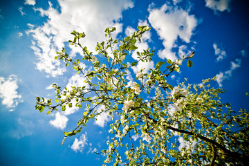 Flowering branches of an apple tree against a blue sky