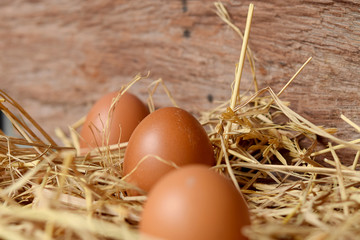 Chicken eggs on straw