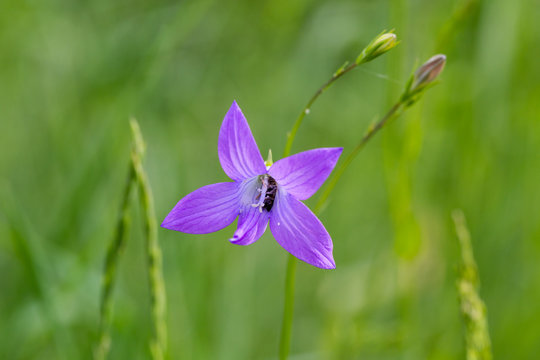 Sweet violet (Viola odorata) with sleeping insect in flower head