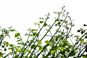 Branch of green tree on white background