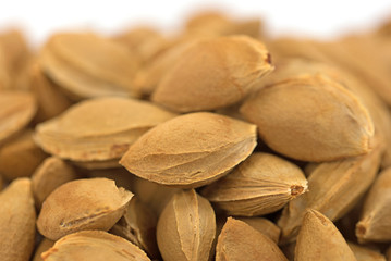 Aprikosenkerne,  Apricot Kernels