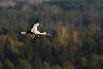 Stork in flight over the vast forest landscape.