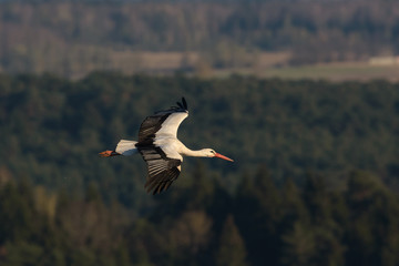 Stork in flight over the vast forest landscape.