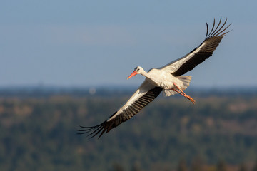 Stork soaring over the vast forest landscape.