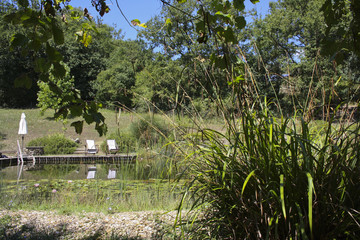 Naturteich mit Schilf und Weinreben in der Toskana