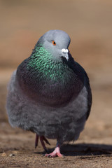 Feral pigeon walking.