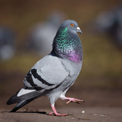 Feral pigeon walking in courtship display. - 158843417